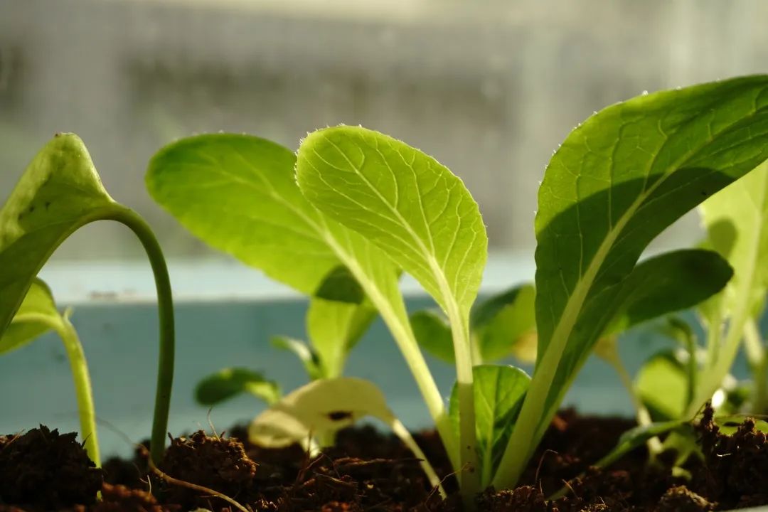  ЙC(j)Ͼ߂ׂ(g)c(din)